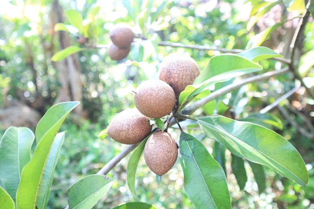Sapodilla fruit on the tree