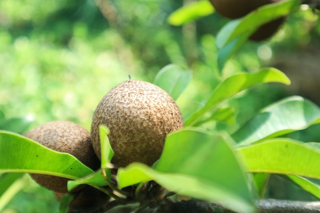 Sapodilla fruit on the tree