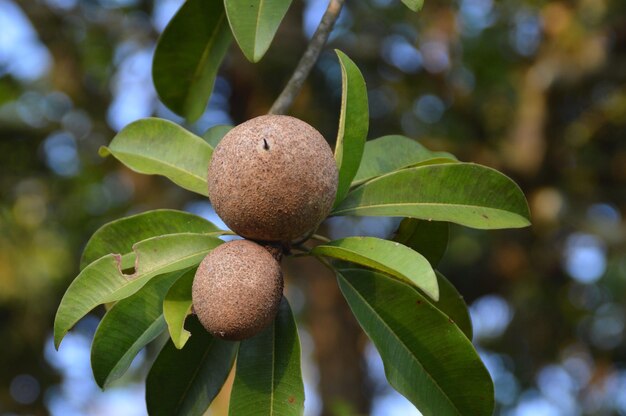 Photo sapodilla fruits on tree