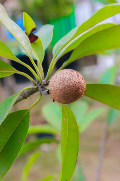 사진 사포딜라 마닐라(sapodilla manila)는 장수하는 과일나무입니다.