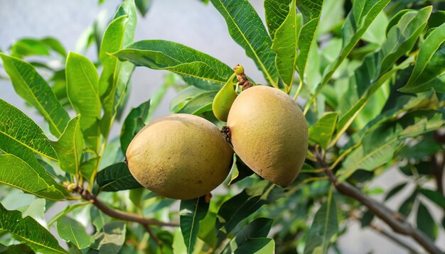 Foto sapodilla albero con frutti giovani e foglie verdi sapodilla frutteto