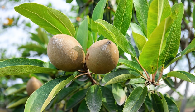 Sapodilla tree with young fruit and green leaves Sapodilla fruit garden