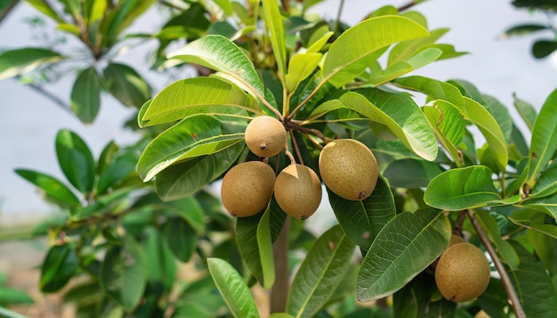 Sapodilla tree with young fruit and green leaves Sapodilla fruit garden