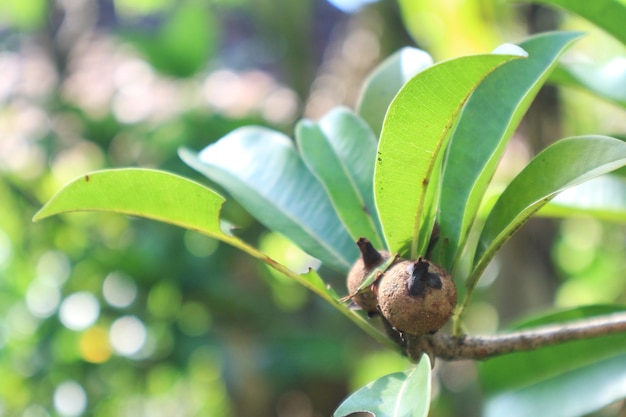 Sapodillafruit aan de boom