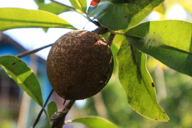 Foto sapodillafruit aan de boom