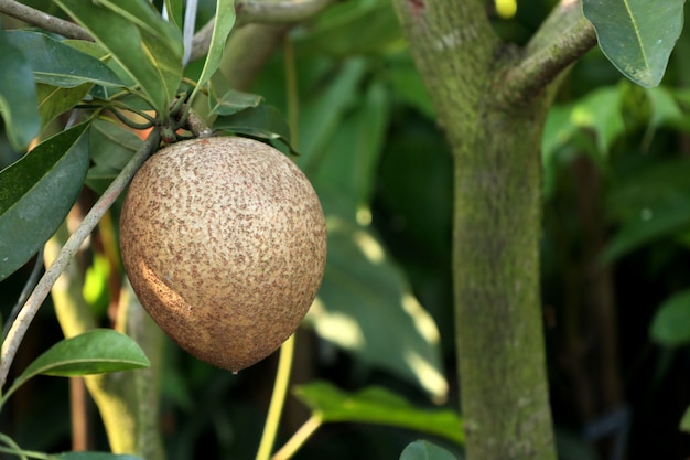 Sapodillafruit op boom