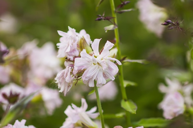Saponaria officinalis white flowers in summer garden Common soapwort bouncingbet crow soap wild sweet William plant