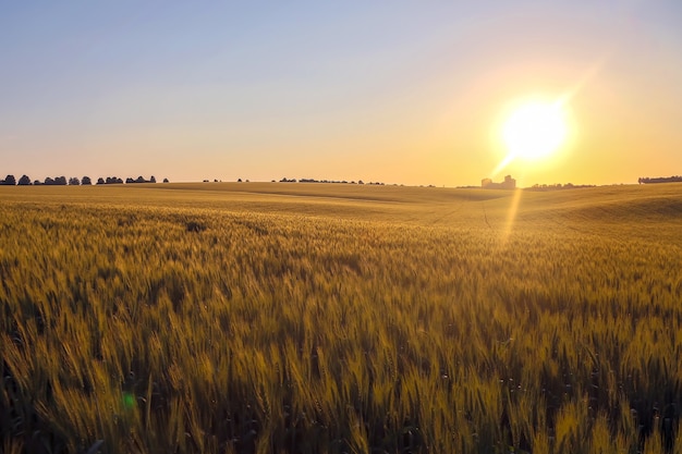 Sappig tarweveld in fel zonlicht