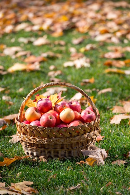 Sappige appels in een mand in de tuin