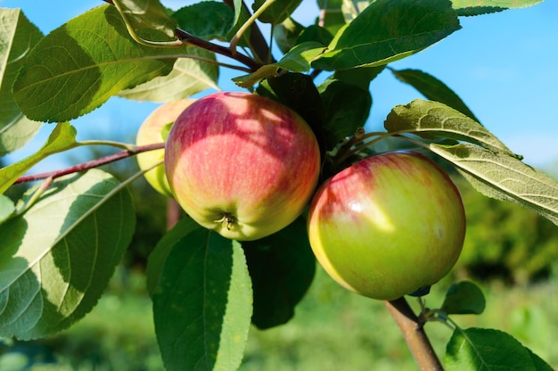 Sappige appels op een tak tussen de bladeren in de tuin Zonnige dag Oogst