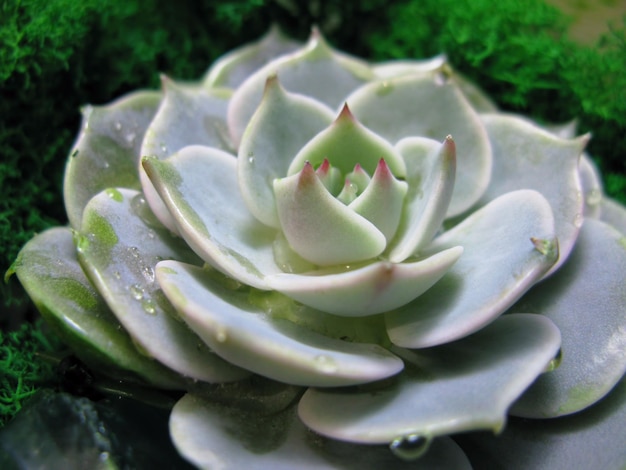 Sappige echeveria cactusbloem steen roos mos plant macro foto