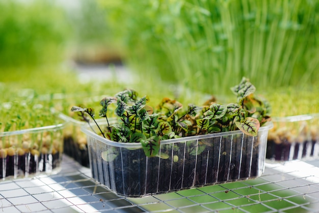 Sappige en jonge spruiten van micro greens in de kas.