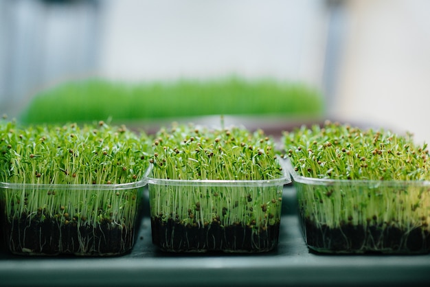 Sappige en jonge spruiten van microgreens in de kas. Zaden kweken. Gezond eten.