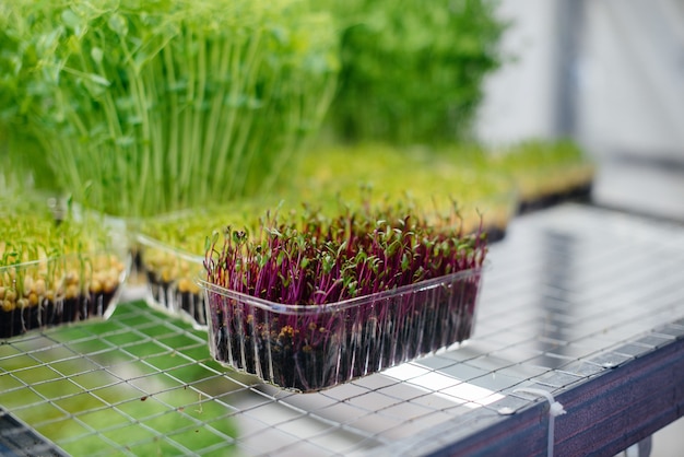 Sappige en jonge spruiten van microgreens in de kas. Zaden kweken. Gezond eten.