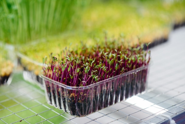 Sappige en jonge spruiten van microgreens in de kas