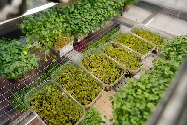 Sappige en jonge spruiten van microgroenten in de kas. Zaden kweken. Gezond eten.