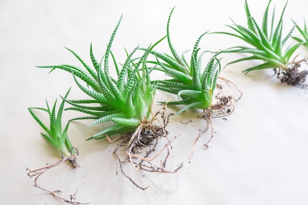 Sappige haworthia gestreepte haworthia fasciata haworthia wortel op papier achtergrond