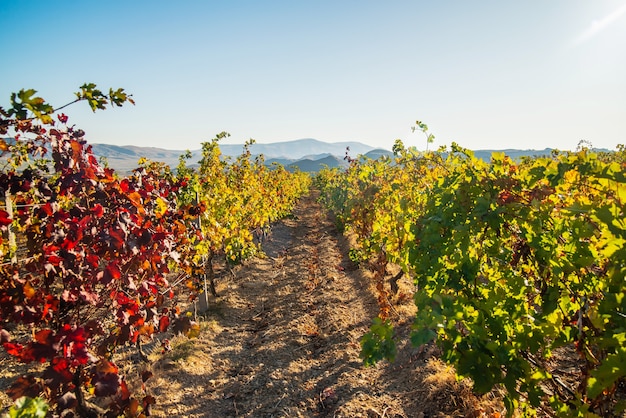 Sappige heldere mooie wijngaard in de herfst op een zonnige dag