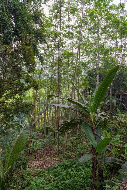 Sappige jungle in Bali close-up