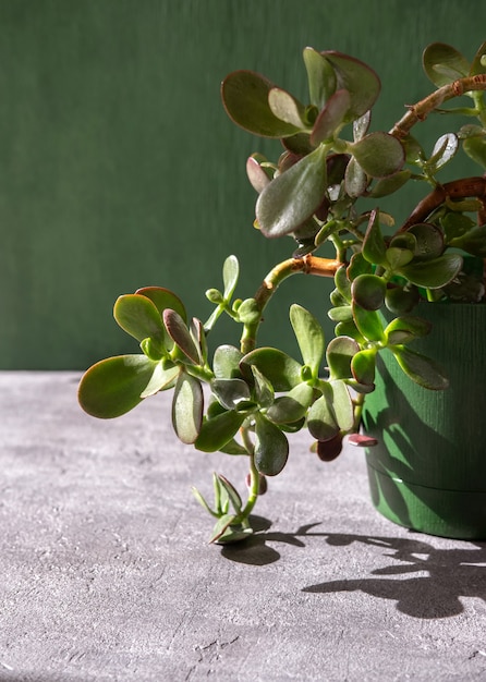 Foto sappige kamerplant crassula in een pot