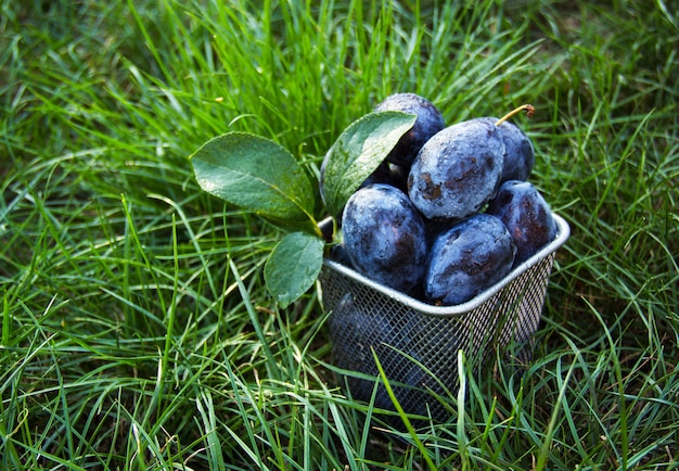 Sappige pruimen in het groene gras