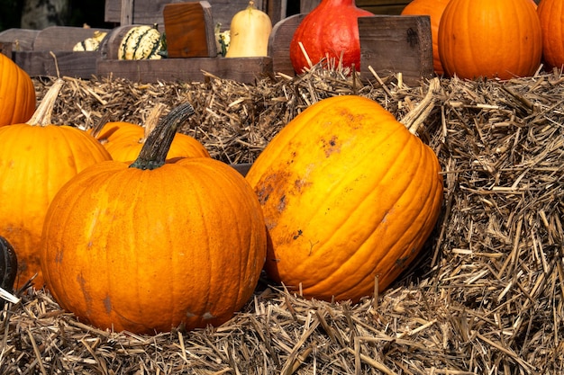 Sappige rijpe pompoenen geplukt uit de tuin en klaar voor Halloween Verse herfstoogst van pompoenen