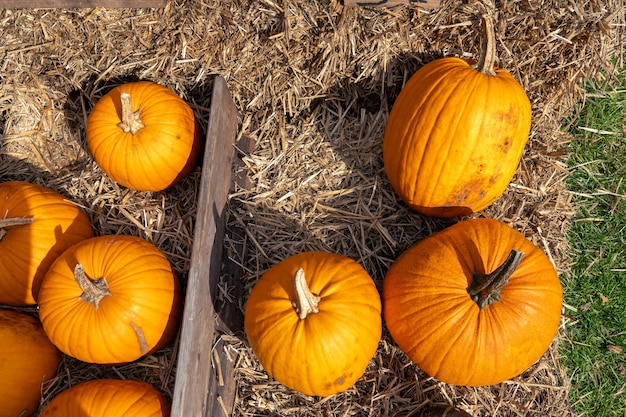 Sappige rijpe pompoenen geplukt uit de tuin en klaar voor Halloween Verse herfstoogst van pompoenen