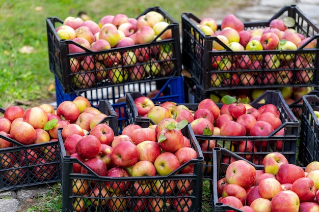 Sappige rode appels in plastic manden Vers rijp fruit in containers Heerlijke biologische appels klaar voor de markt