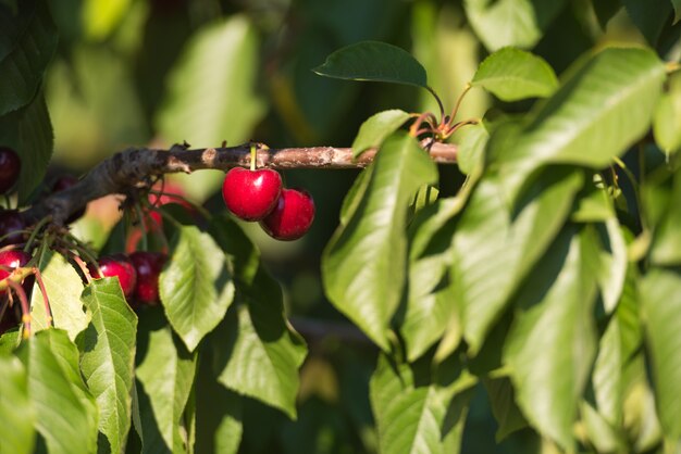 Sappige rode kersen op kersenboom. Detailopname