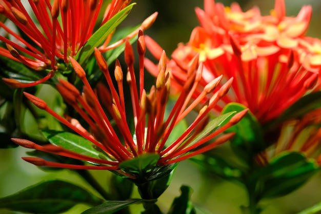 Saraca Asoca. closeup of red asoka flower. a tree that is considered sacred by Hindu. natural.