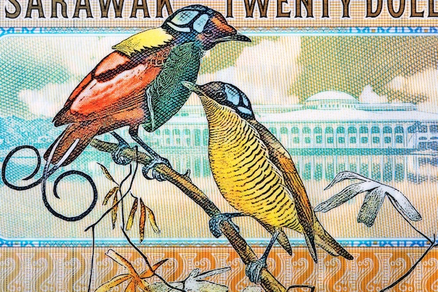 Sarawak birds from money