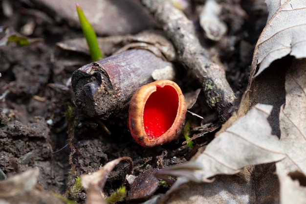 Sarcoscypha coccinea algemeen bekend als de scharlaken elf beker scharlaken elf dop of de scharlaken beker eetbare paddenstoel die in het vroege voorjaar in maart en april in het bos groeit