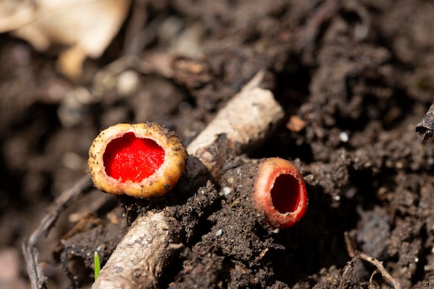 Sarcoscypha coccinea algemeen bekend als de scharlaken elf beker scharlaken elf dop of de scharlaken beker eetbare paddenstoel die in het vroege voorjaar in maart en april in het bos groeit