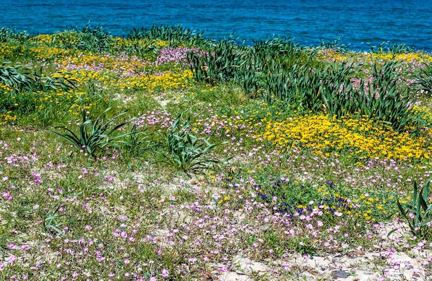 Sardinian beach in spring