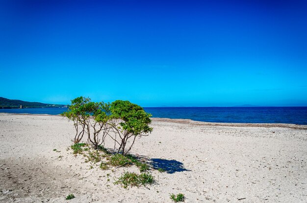 Sardinian beach in spring