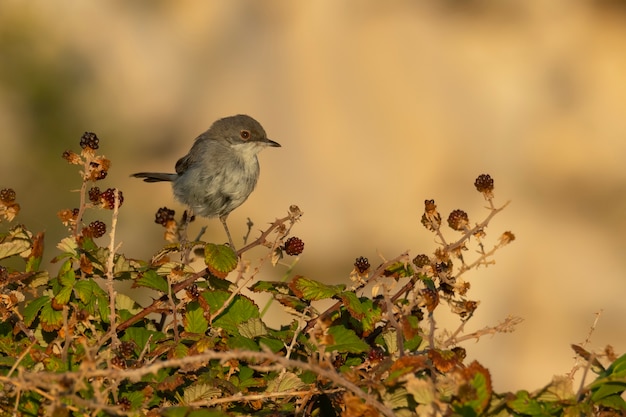 Sardinian warbler sitting on a stick in a bush