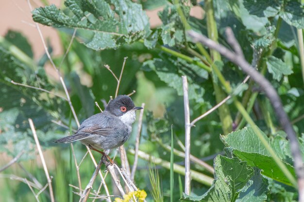 Sardinian warbler Sylvia melanocephala Malaga Spain