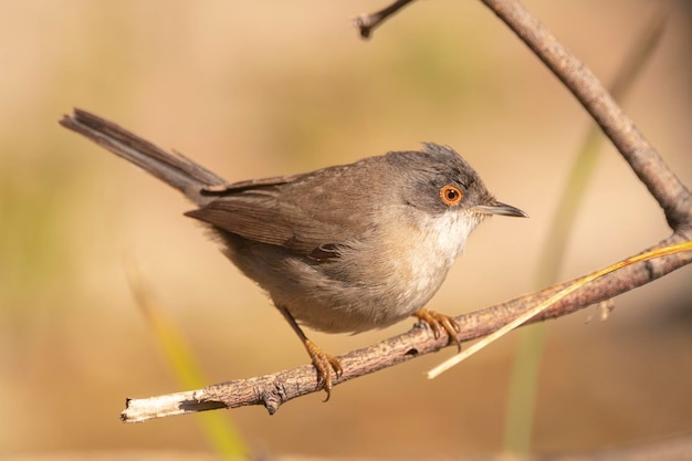 Sardinian warbler Sylvia melanocephala Malaga Spain