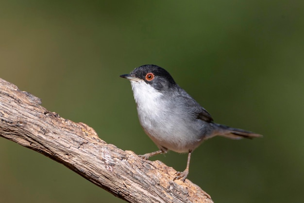 Sardinian warbler Sylvia melanocephala Malaga Spain