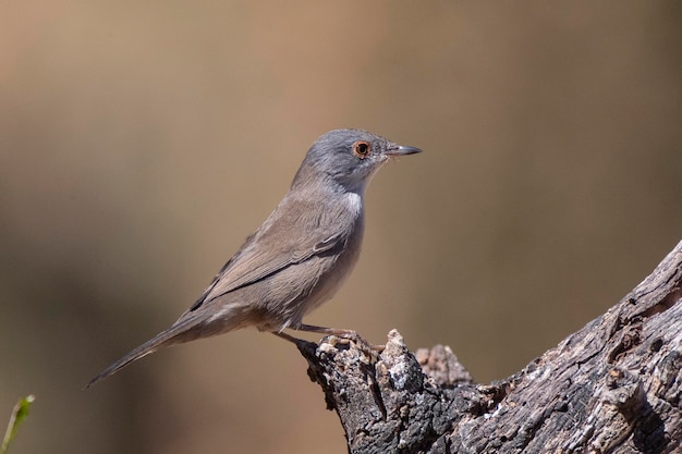 Sardinian warbler Sylvia melanocephala Malaga Spain