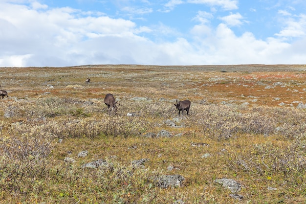 Photo sarek national park in lapland from the sky