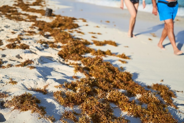 Photo sargasso accumulated sand in the caribbean sea social issues