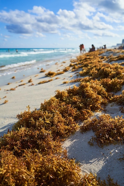 Sargasso verzamelde zand in de Caribische Zee Sociale problemen