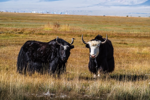 Sarlyks (gedomesticeerde yaks) op een weiland in de herfststeppe. Kosh-Agachsky District, Altai Republiek, Rusland