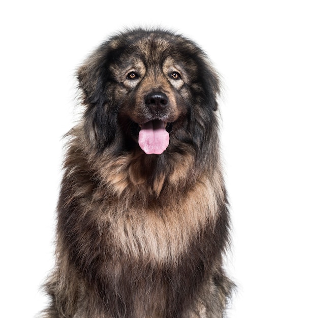 Sarplaninac hond hijgen en kijken naar camera tegen witte ondergrond white