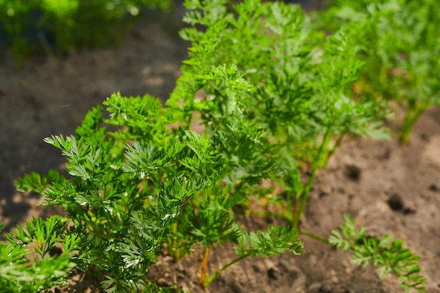 Sarrot bladeren in een moestuin in de tuinbouw