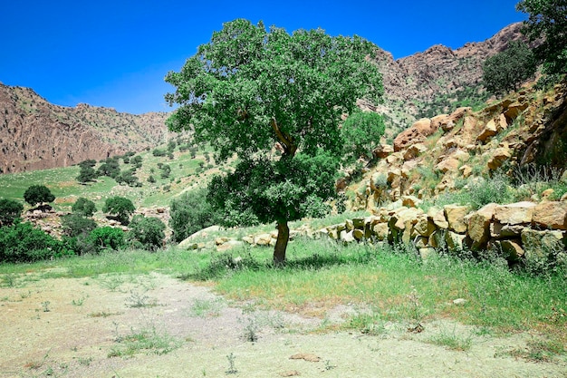 Sartak village kalar area kurdistan region