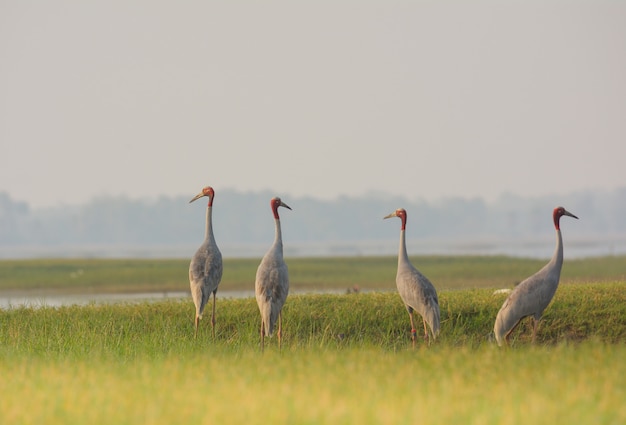 Кран Sarus, красивая птица в Таиланде.