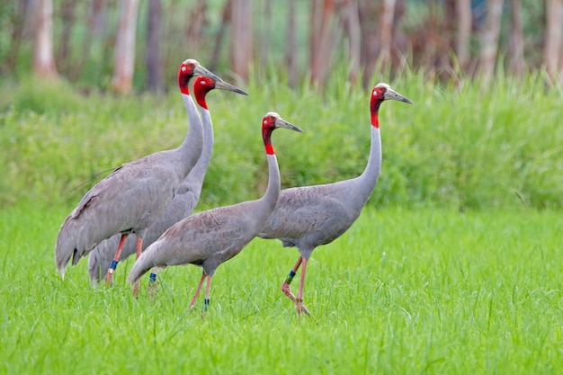 Sarus kraan Grus antigone Vogels in het veld Paddy