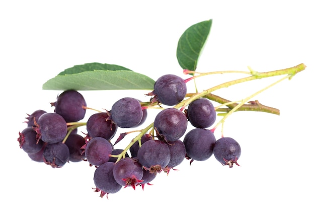 흰색 배경에 격리된 새스커툰 열매 Amelanchier shadbush juneberry irga 또는 sugarplum 익은 열매